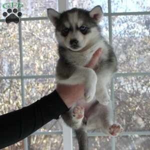 Bella, Siberian Husky Puppy